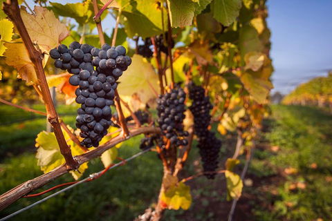 Half Day Tamar Valley Wine Tour - Accommodation Yamba 1