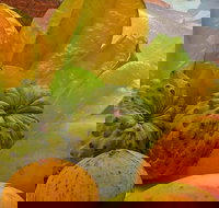 Private Half Day Tour Exclusive World Heritage Rainforest and Waterfall Tour from Cairns - Accommodation Yamba