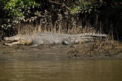 5-Day Best Of Cairns With Daintree, Kuranda, And Great Barrier Reef - Accommodation Yamba 5