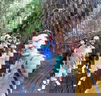 Cairns 4WD Waterfall and Rainforest Tour Including Kuranda Scenic Railway - Accommodation Yamba