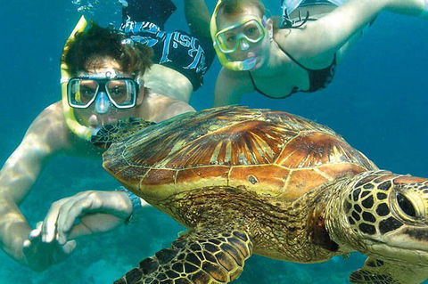 8-Day Cairns Tour: Great Barrier Reef, Kuranda, Daintree Rainforest - Accommodation Yamba 1
