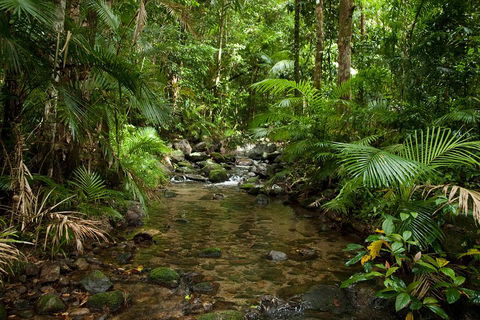 Cairns Reef And Rainforest Combo: Daintree Rainforest And The Great Barrier Reef - Accommodation Yamba 1