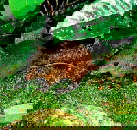 3-Day Small-Group Tour of North Queensland with Pick Up - Accommodation Yamba