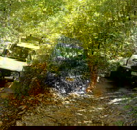 Cairns National Park Rainforest and Waterfall Small Group Tour Shore Excursion - Accommodation Yamba