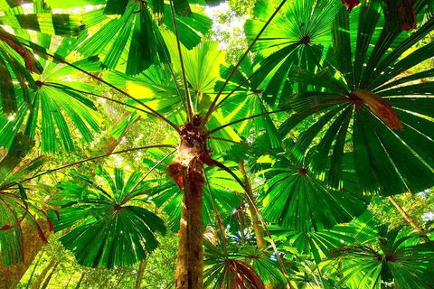 Private Daintree National Park Day Tour From Cairns Including Cape Tribulation And Mossman Gorge - Accommodation Yamba 3