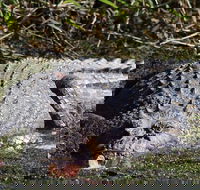 Full Day Tour in the Daintree - Accommodation Yamba