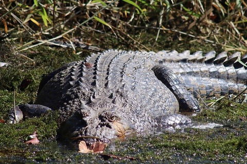 Full Day Tour In The Daintree - Accommodation Yamba 0