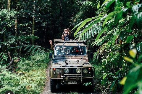 Full Day Tour In The Daintree - Accommodation Yamba 4