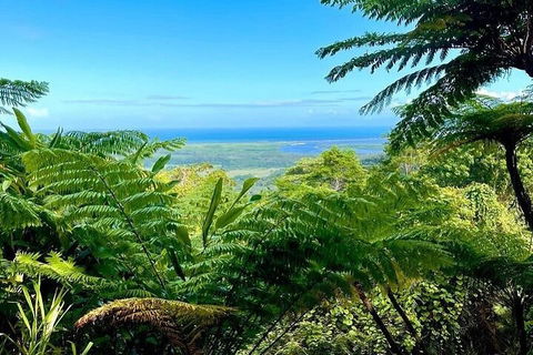 Full Day Tour In The Daintree - Accommodation Yamba 5
