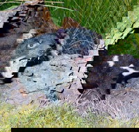 Private Blue Mountains Tour with Kangaroo and Koala Experience - Accommodation Yamba