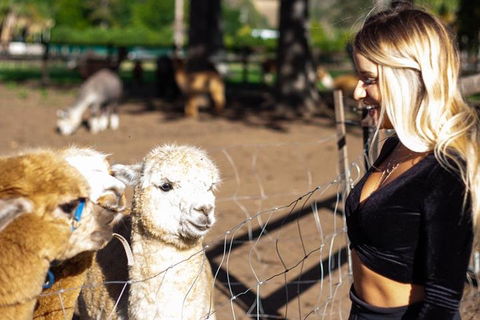 O'Reilly's & Lamington National Park Incl. Alpaca Farm + Vineyard - Accommodation Yamba 3