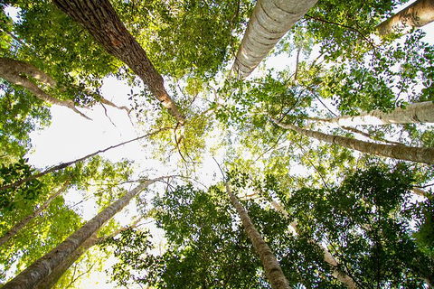 Fraser Island 4WD Tour From Noosa - Accommodation Yamba 0