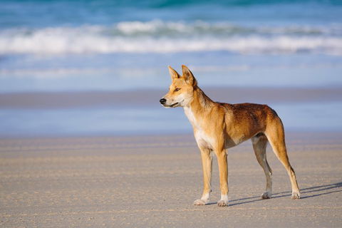 Fraser Island 4WD Tour From Rainbow Beach - Accommodation Yamba 2