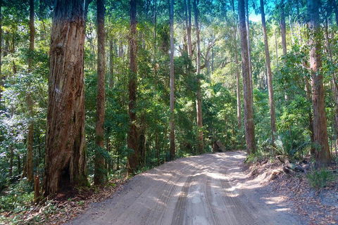 Fraser Island 4WD Tour From Rainbow Beach - Accommodation Yamba 4