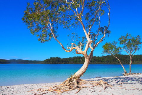 Fraser Island 4WD Tour From Rainbow Beach - Accommodation Yamba 5