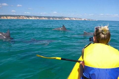 Kayak With Dolphins And 4WD Great Beach Drive Day Trip From Noosa - Accommodation Yamba 1