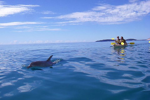 Kayak With Dolphins And 4WD Great Beach Drive Day Trip From Noosa - Accommodation Yamba 2