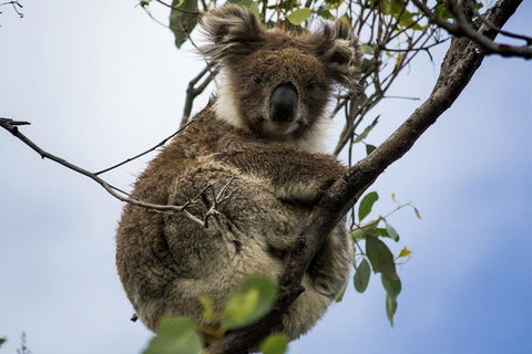 Phillip Island And French Island Wildlife Expedition - Accommodation Yamba 3
