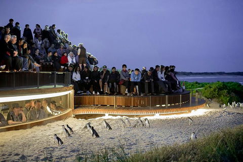 Phillip Island And French Island Wildlife Expedition - Accommodation Yamba 5