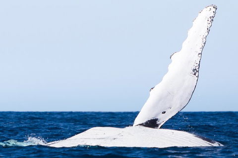 2-Hour Guided Whale Watching Tour At Noosa - Accommodation Yamba 0