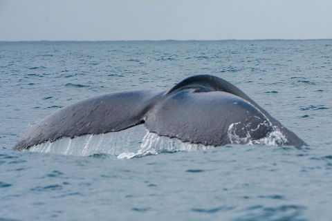 2-Hour Guided Whale Watching Tour At Noosa - Accommodation Yamba 1