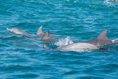 2-Hour Guided Whale Watching Tour At Noosa - Accommodation Yamba 2
