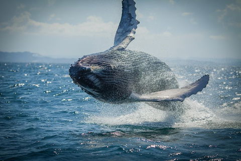 2-Hour Guided Whale Watching Tour At Noosa - Accommodation Yamba 3