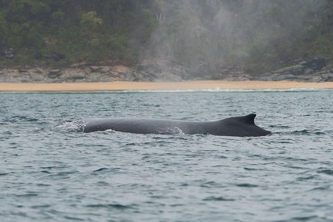 2-Hour Guided Whale Watching Tour At Noosa - Accommodation Yamba 5