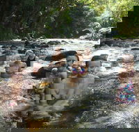 Daintree Rainforest Cape Tribulation Mossman Gorge Small-Group Day Tour - Accommodation Yamba