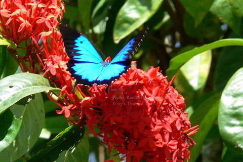Daintree Rainforest, Cape Tribulation, Mossman Gorge Small-Group Day Tour - Accommodation Yamba 2