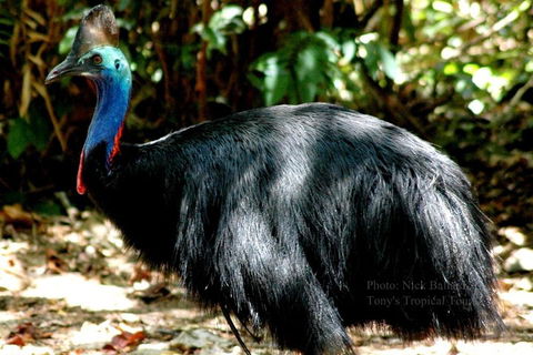 Daintree Rainforest, Cape Tribulation, Mossman Gorge Small-Group Day Tour - Accommodation Yamba 3