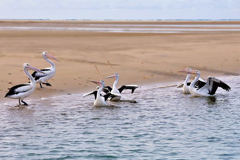 Town Of 1770 Afternoon Cruise - Accommodation Yamba 4