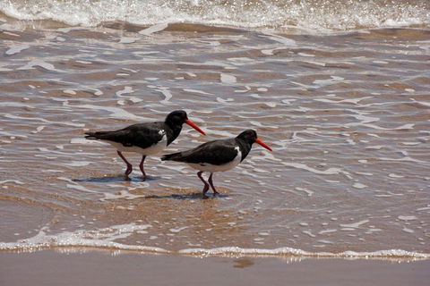 1770 Coastline Tour By LARC Amphibious Vehicle Including Picnic Lunch - Accommodation Yamba 2