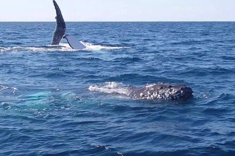 Noosa Whale Watching - Accommodation Yamba 0