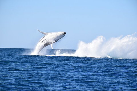 Noosa Whale Watching - Accommodation Yamba 1