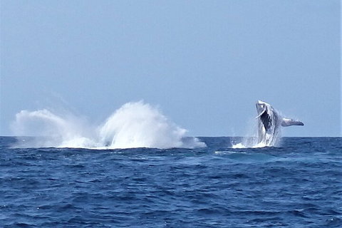 Noosa Whale Watching - Accommodation Yamba 2