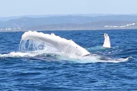 Noosa Whale Watching - Accommodation Yamba 5