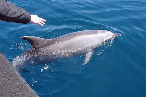 Noosa Wild Dolphin Safari - Accommodation Yamba 2