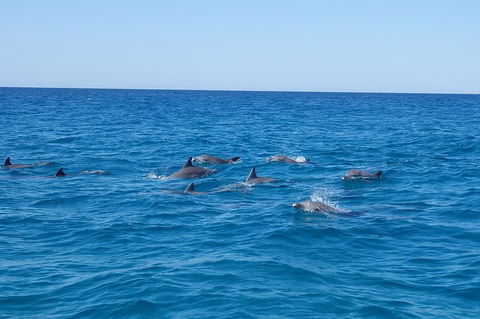 Noosa Wild Dolphin Safari - Accommodation Yamba 3