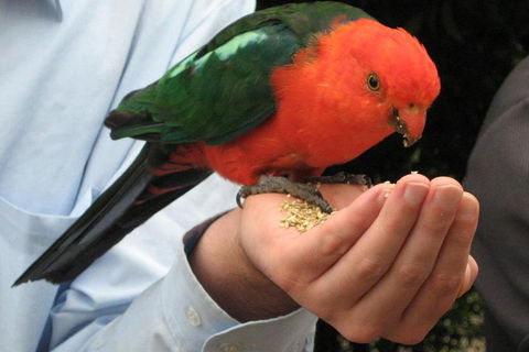 O'Reilly's & Lamington National Park From Brisbane - Accommodation Yamba 1