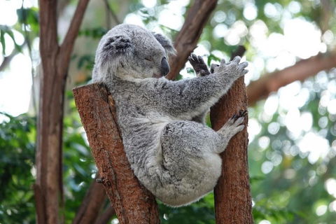 Small-Group Blue Mountains Tour With A Local Guide - Accommodation Yamba 2