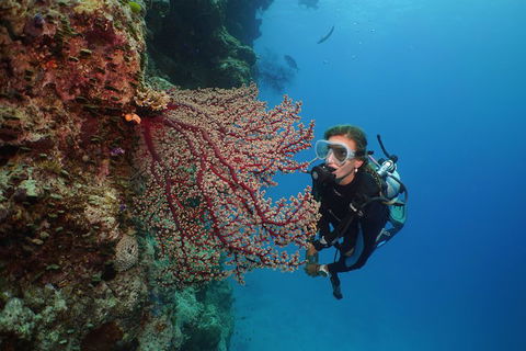 Silversonic Outer Great Barrier Reef Dive And Snorkel Cruise From Port Douglas - Accommodation Yamba 0