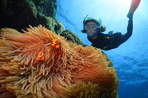Silversonic Outer Great Barrier Reef Dive And Snorkel Cruise From Port Douglas - Accommodation Yamba 3