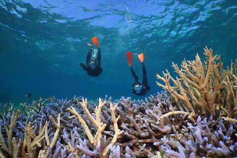 Silversonic Outer Great Barrier Reef Dive And Snorkel Cruise From Port Douglas - Accommodation Yamba 4