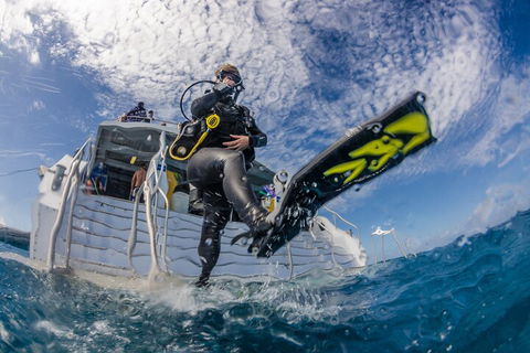 Silverswift Outer Great Barrier Reef Dive And Snorkel Cruise From Cairns - Accommodation Yamba 1