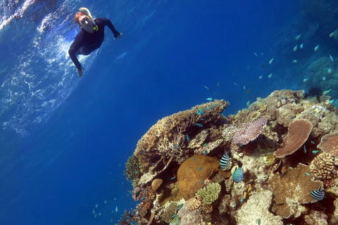 Silverswift Outer Great Barrier Reef Dive And Snorkel Cruise From Cairns - Accommodation Yamba 3