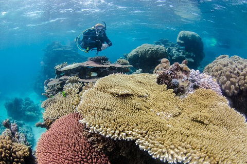 Silverswift Outer Great Barrier Reef Dive And Snorkel Cruise From Cairns - Accommodation Yamba 5
