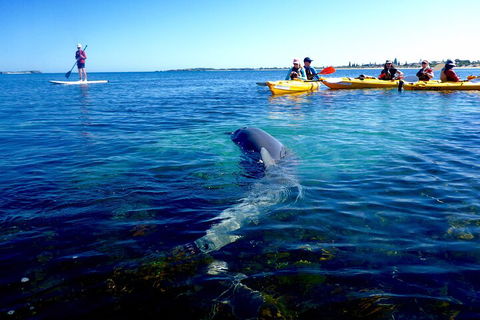Penguin And Seal Islands Sea Kayaking Experience - Accommodation Yamba 0