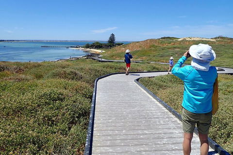 Penguin And Seal Islands Sea Kayaking Experience - Accommodation Yamba 1