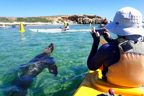 Penguin And Seal Islands Sea Kayaking Experience - Accommodation Yamba 2